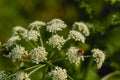 Closeup shot of a ladybird sitting on small white flowers in a garden Royalty Free Stock Photo