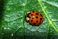 Closeup shot of a ladybird sitting on the surface of a leaf Royalty Free Stock Photo