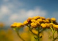 Closeup shot of a ladybug blooming yellow tansy flowers on a field
