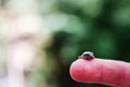 Closeup shot of a ladybug on a person`s finger Royalty Free Stock Photo