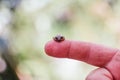 Closeup shot of a ladybug on a person`s finger Royalty Free Stock Photo