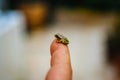 Closeup shot of a ladybug on a person`s finger Royalty Free Stock Photo