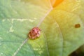 Ladybug standing on green leaf