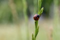 Closeup shot of a ladybug standing on the green stem