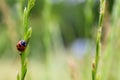 Closeup shot of a ladybug standing on the green stem