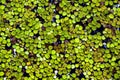 Closeup shot of a lake with crowded green lotus leaves for wallpapers