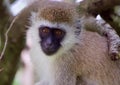 Closeup shot of a langur monkey among the branches of a tree Royalty Free Stock Photo