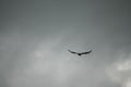 Closeup shot of a large black kite silhouette with a background of a dark cloudy sky Royalty Free Stock Photo