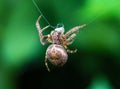 Closeup shot of a large brown spider hanging from silk strings