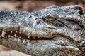 Closeup shot of a large crocodile, with its bright green eyes Royalty Free Stock Photo