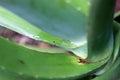 Closeup shot of large green aloe vera leaves in a garden in daylight Royalty Free Stock Photo