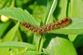 Closeup shot of the large, hairy caterpillar of the Oak Eggar moth, Lasiocampa Quercus Royalty Free Stock Photo