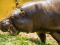 Closeup shot of a large hippo feeding on green plants
