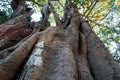 A closeup shot of a large hollow tree trunk burned inside out during jungle fire in India Royalty Free Stock Photo