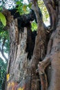 A closeup shot of a large hollow tree trunk burned inside out during jungle fire in India Royalty Free Stock Photo