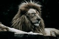 Closeup shot of a large lion lying with closed eyes - wildlife, predator, mammal concept Royalty Free Stock Photo