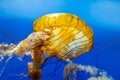 Closeup shot of a large medusozoa underwater Royalty Free Stock Photo