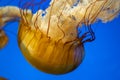 Closeup shot of a large medusozoa underwater Royalty Free Stock Photo