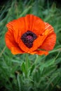 Closeup shot of a large orange poppy, single flower on leaf background Royalty Free Stock Photo