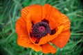 Closeup shot of a large orange poppy, single flower on leaf background Royalty Free Stock Photo