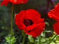 Closeup shot of a large red orange poppy in full bloom Royalty Free Stock Photo