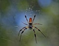 Closeup shot of a large orb-weaving spider with a blurred background Royalty Free Stock Photo