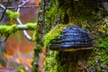 Closeup shot of a large tinder fungus and green moss growing on an old tree Royalty Free Stock Photo