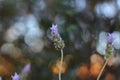 Closeup shot of lavender flowers in a garden on a blurred background Royalty Free Stock Photo