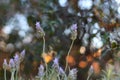 Closeup shot of lavender flowers in a garden on a blurred background Royalty Free Stock Photo