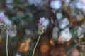 Closeup shot of lavender flowers in a garden on a blurred background Royalty Free Stock Photo