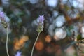 Closeup shot of lavender flowers in a garden on a blurred background Royalty Free Stock Photo