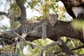 Closeup shot of a lazy african leopard resting on a tree branch