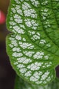 Closeup shot of a leaf of a Brunnera Jack Frost plant