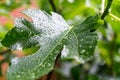 Closeup shot of the leaf of a fig tree with dewdrops on a blurry background Royalty Free Stock Photo