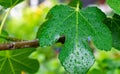 Closeup shot of the leaf of a fig tree with dewdrops on a blurry background Royalty Free Stock Photo