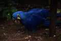 Closeup shot of a Lear's macaw perched on the ground Royalty Free Stock Photo