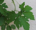 Closeup shot of leaves of a bittergourd plant