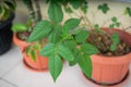 Closeup shot of the leaves of a rose tree in a pot Royalty Free Stock Photo