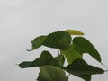 closeup shot of leaves of sacred fig