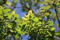 Closeup shot of leaves of smokebush Royalty Free Stock Photo