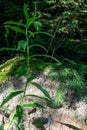 Closeup shot of the leaves of Solomon\'s seal (Polygonatum) flowering plant