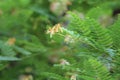 Closeup shot of leaves of tamarind tree Royalty Free Stock Photo