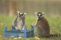 Closeup shot of lemurs picking fruits out of a blue box and eating Royalty Free Stock Photo