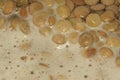 Closeup shot of lentil seeds on a boiling water