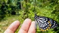 Closeup shot of a Lepidoptera butterfly on a finger Royalty Free Stock Photo