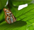 Closeup shot of a Lepidoptera butterfly on the green leaf Royalty Free Stock Photo