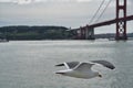 Closeup shot of a lesser black-backed gull flying in front of the Golden Gate Bridge Royalty Free Stock Photo