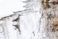 Closeup shot of a lesser yellowleg walking in the water in winter