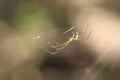 Closeup shot of Leucauge mariana, a long-jawed orb weaver spider on the cobweb.