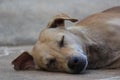 Closeup shot of a light brown sleeping  dog outside Royalty Free Stock Photo